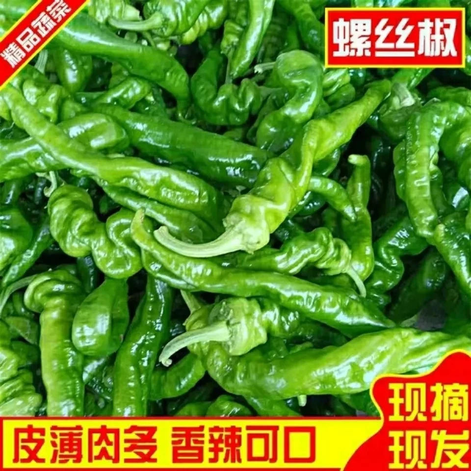 新鲜微辣薄皮螺丝椒香辣薄皮农家自种露天青尖椒青椒大果蔬菜辣椒