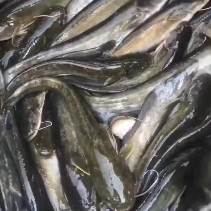 四川土鲶鱼 每条10g左右 沟鲶观赏