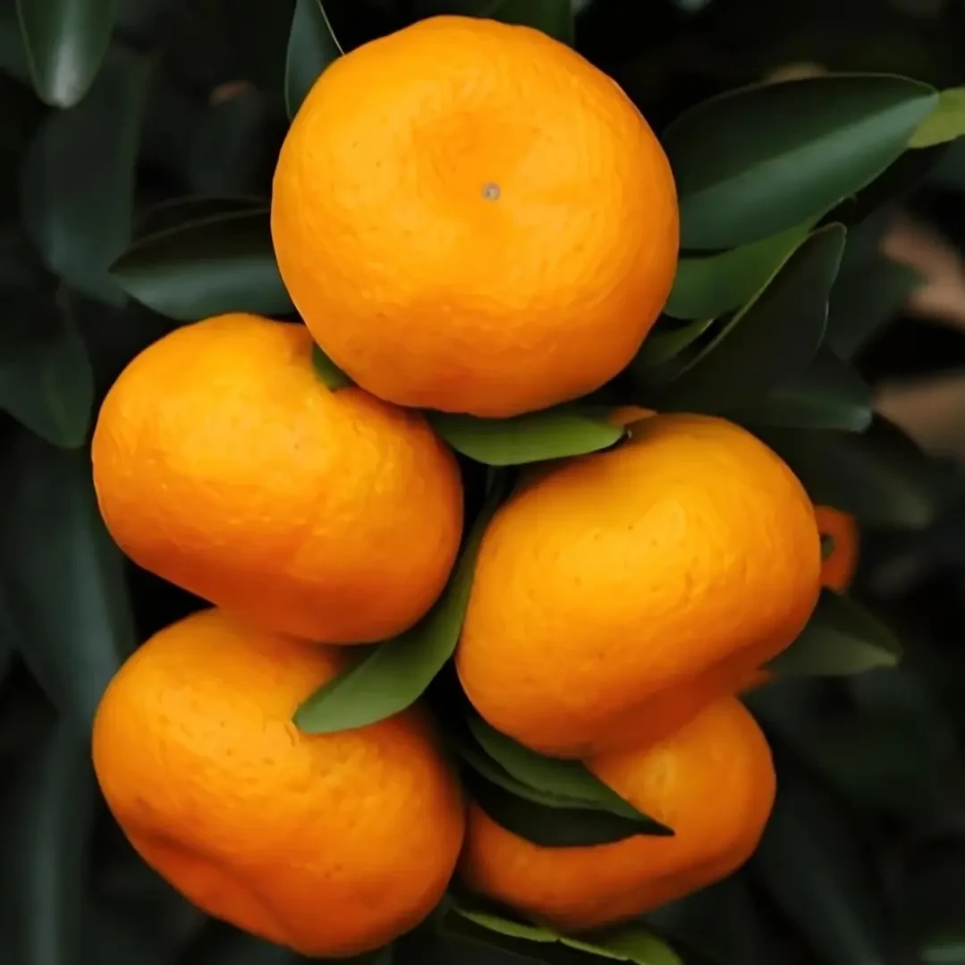 现摘南丰密橘新鲜应季水果产地果园直发好吃大果