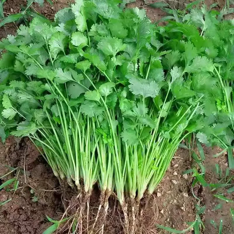 大叶香菜种子种植耐抽薹芫荽种籽春秋四季农家家庭种籽