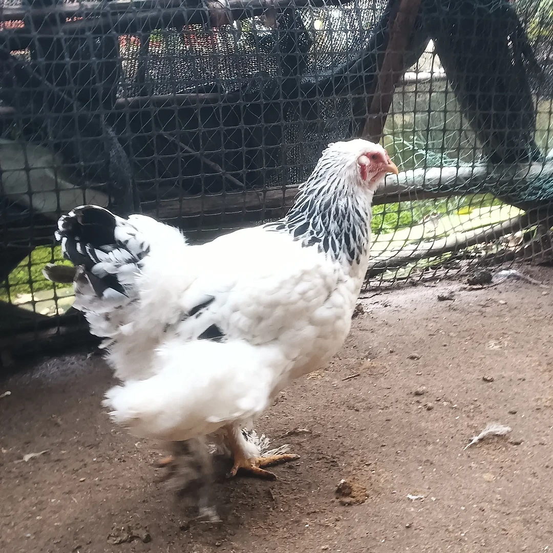 散养婆罗门成年鸡公母可挑可食用