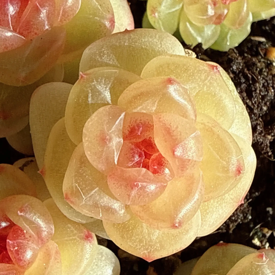 云端珍妮小号   桂