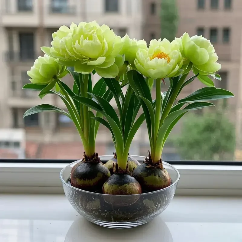 【驱蚊驱虫】水培兰花种球大花清香型绿植室内外耐寒热四季可种花卉