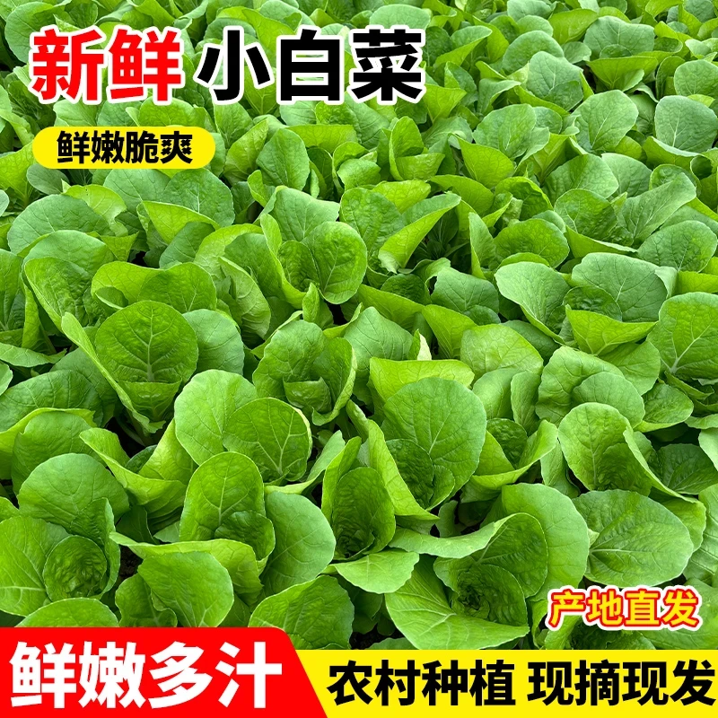 【农家自种】新鲜奶油小白菜嫩白菜杭白菜绿叶小青菜迷你白菜农家菜