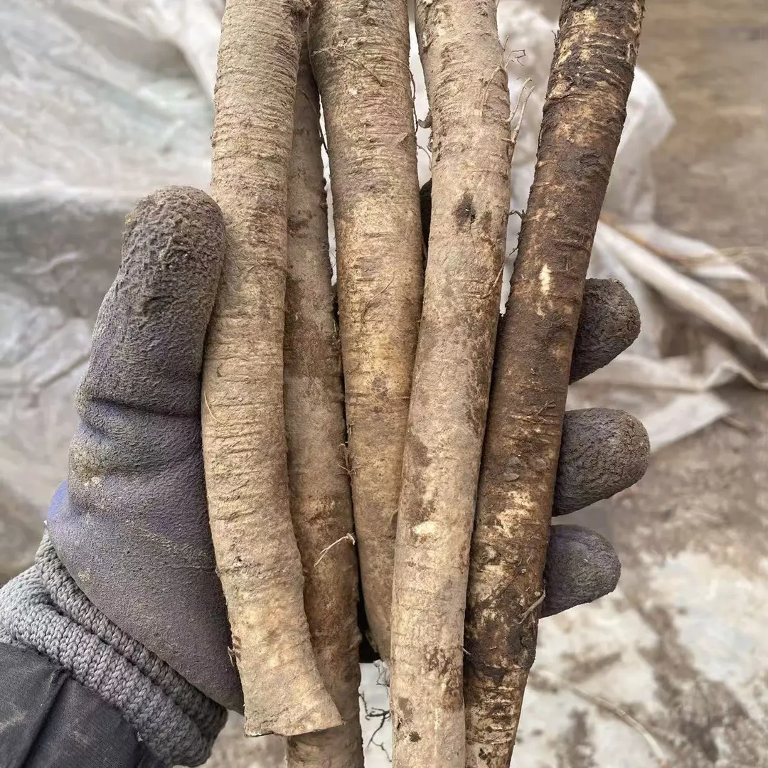 甘肃岷县原产地新鲜现挖黄芪主根可煲汤泡酒滋补养生