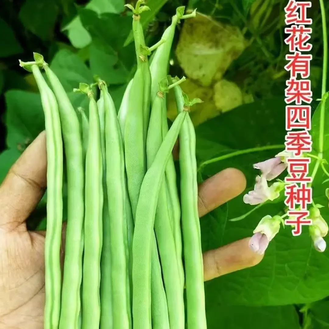 【四季豆种子】红花四季豆种籽搭架四季豆阳台小院菜园农家蔬菜种子