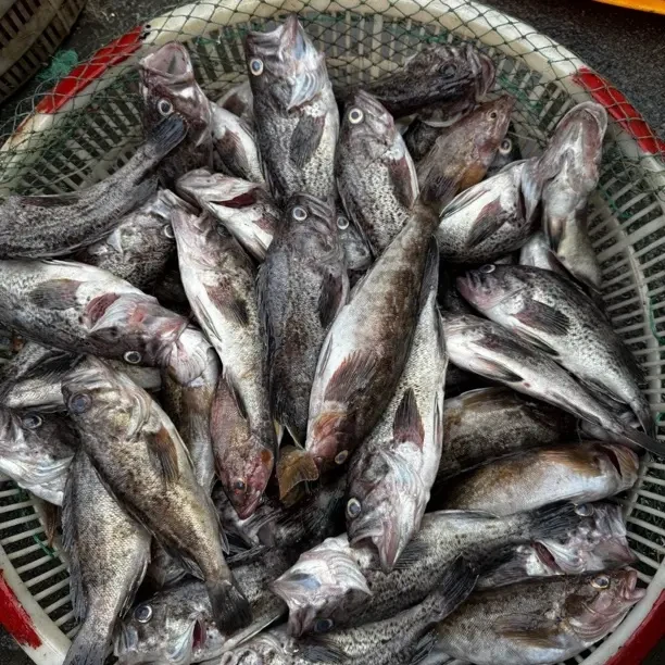 大连新鲜大黄鱼黑鱼双拼