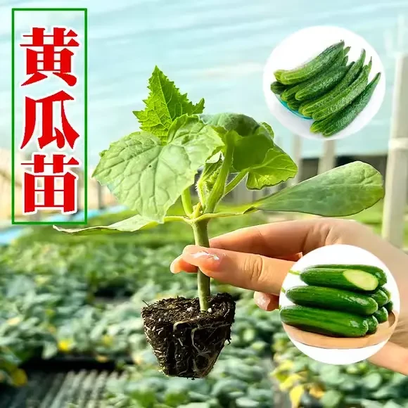 黄瓜苗老品种黄瓜高产水果黄瓜苗盆栽青瓜春四季蔬菜旱黄瓜阳台
