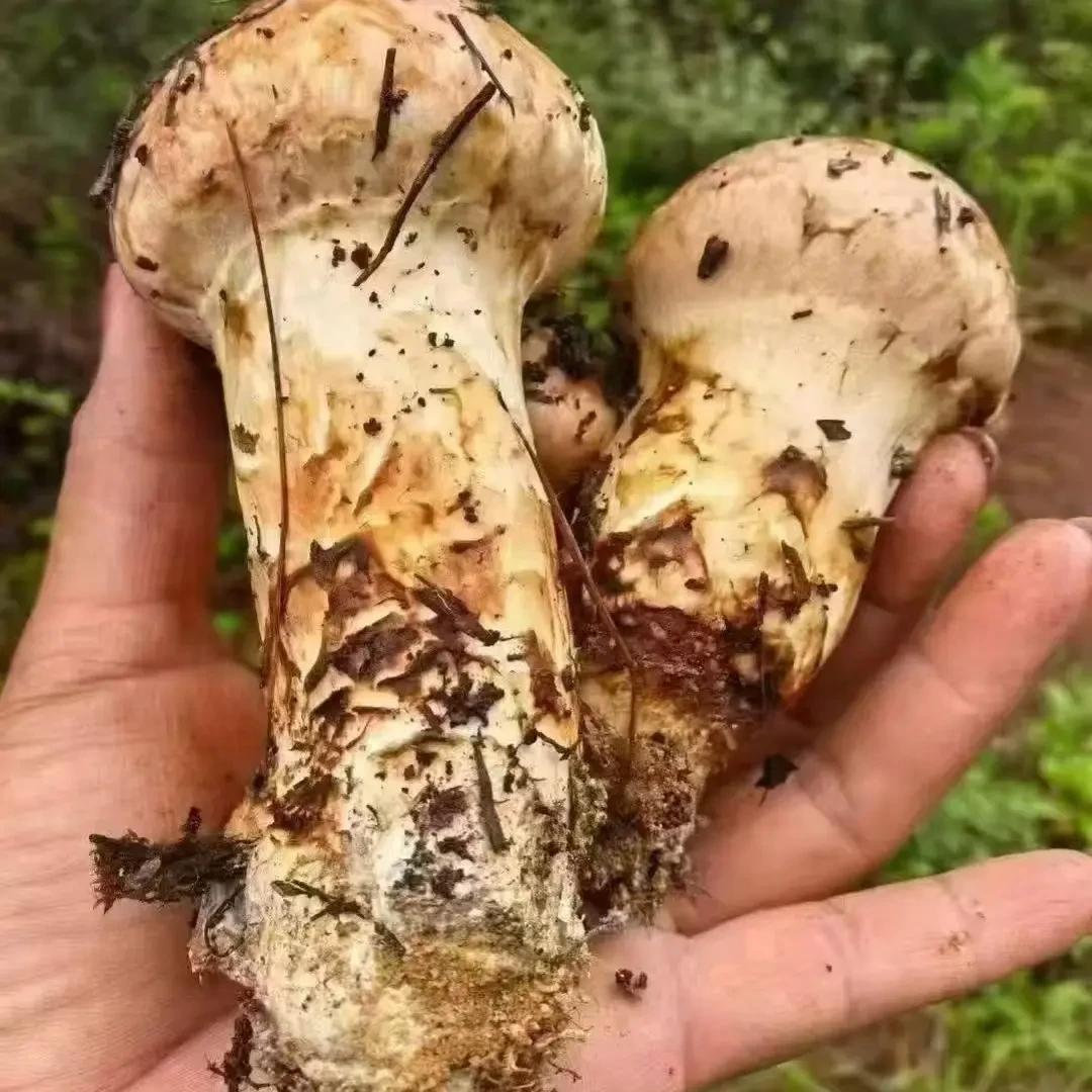 新鲜松茸来自西藏林芝察隅源头