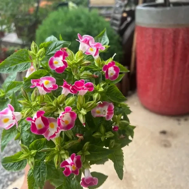 夏堇盆栽绿植耐热易养活带花苞阳台庭院花期超长