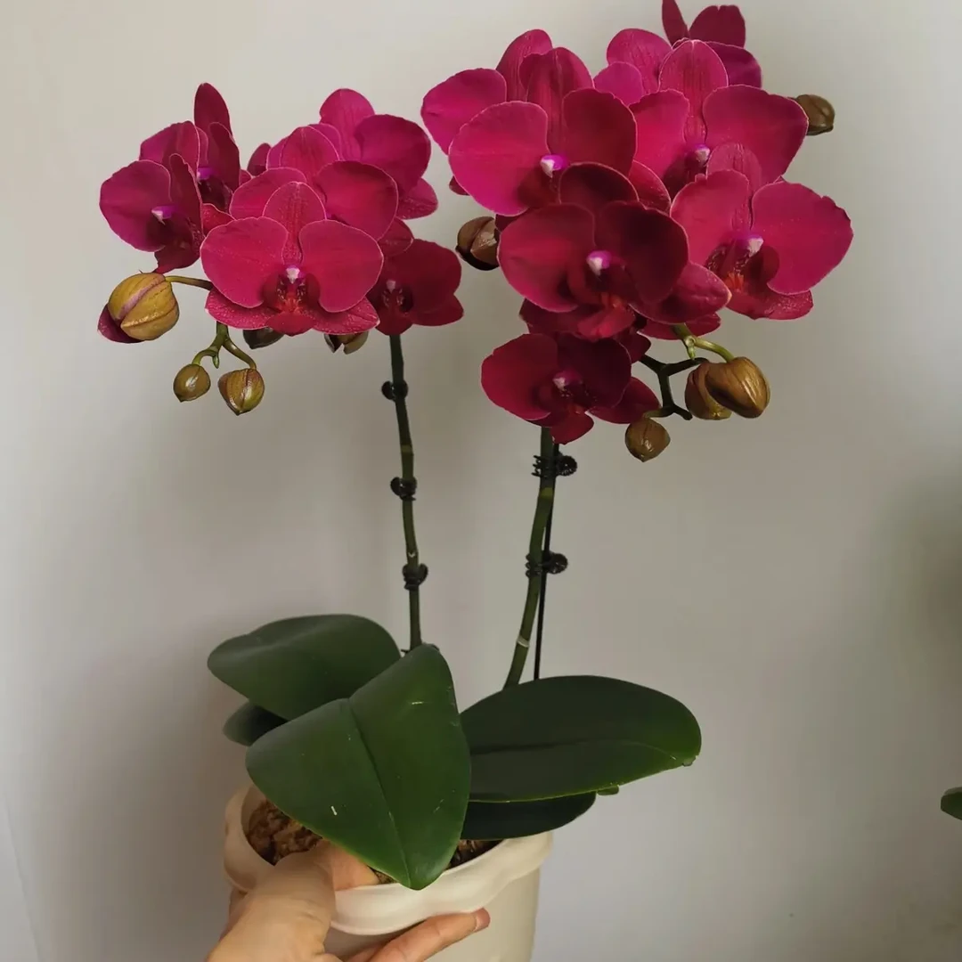 【蒙特勒~夫妻俩的小花园】四季开花蒙特勒室内花卉盆栽适合新手
