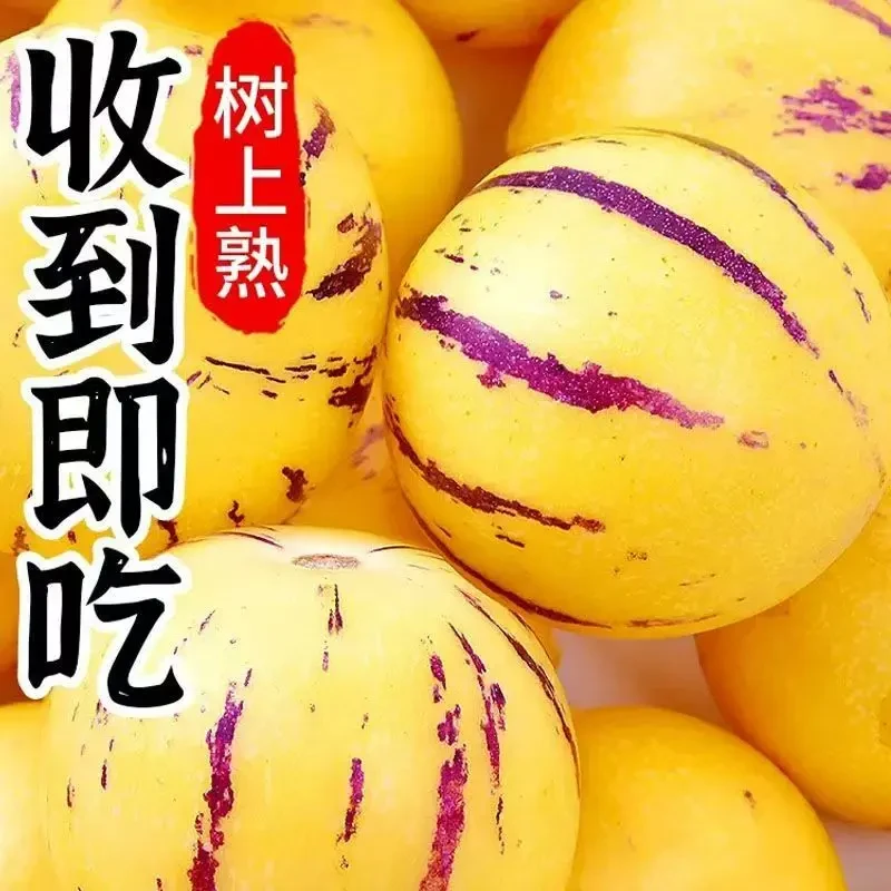 【坏果包赔】石林人参果云南产地新鲜爆汁多汁低糖低卡营养运动水果