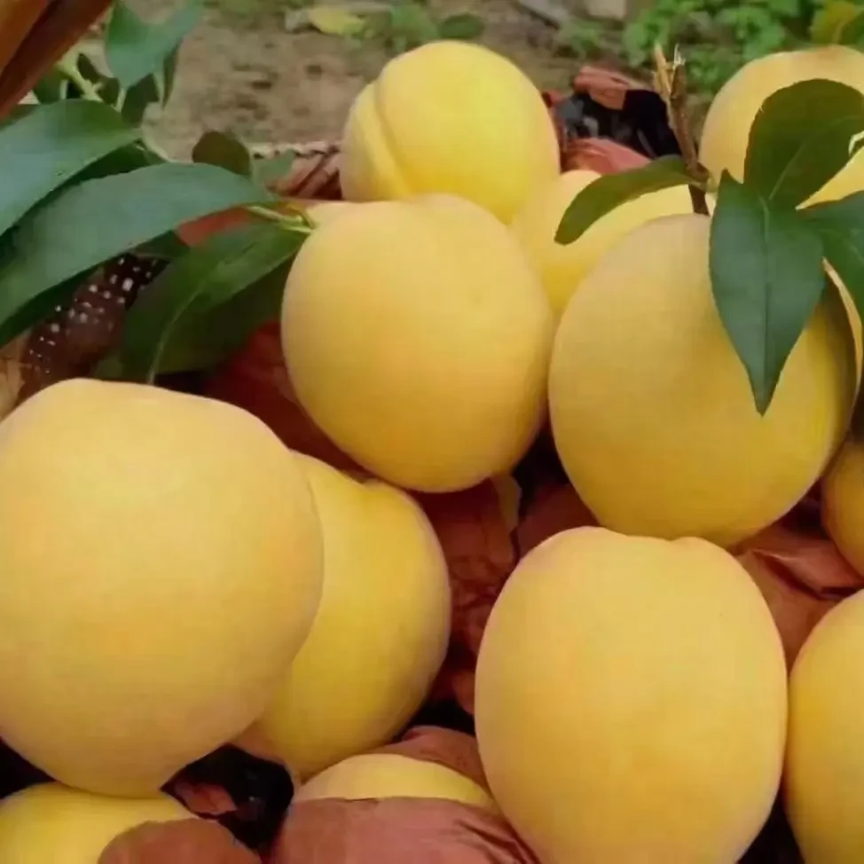 湖南炎陵新鲜应季黄桃果园现摘现发香甜多汁脆软两吃