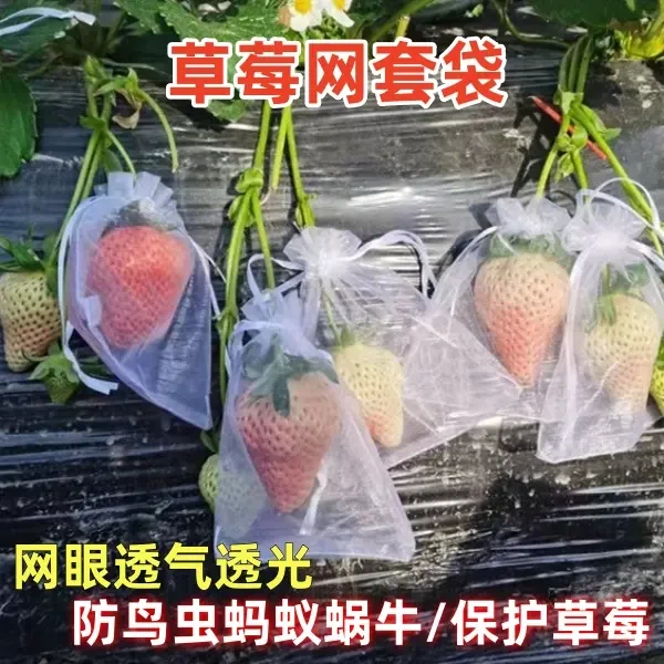 草莓专用套袋水果套袋草莓防鸟袋草莓防虫袋网袋保护套草莓网套袋