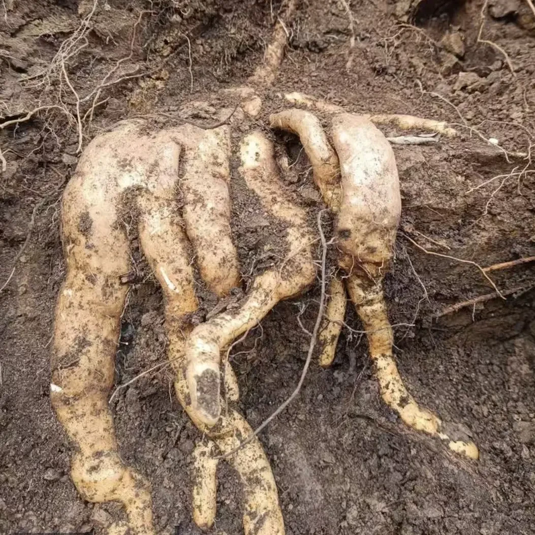 野生山药伏牛山大山深处包邮