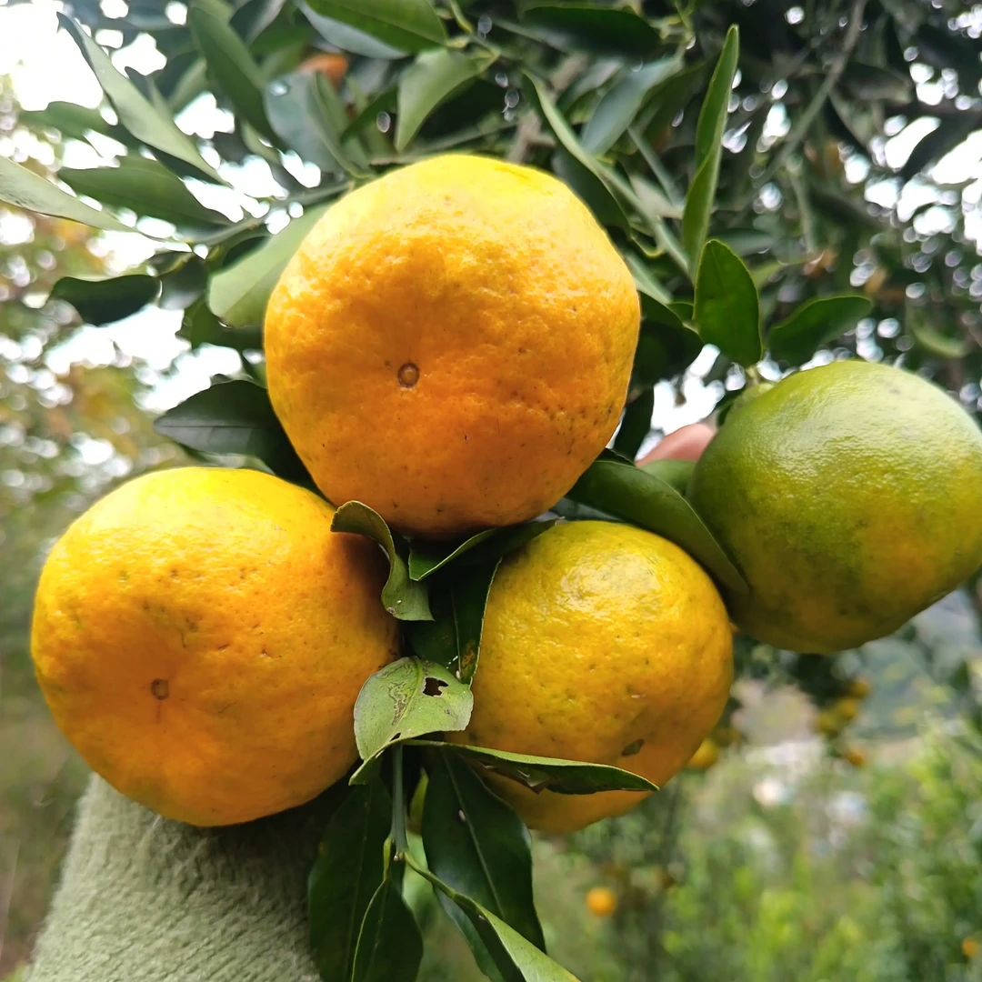 四川宜宾高县老品种碰柑芦柑二红鲜果新鲜美味当季水果