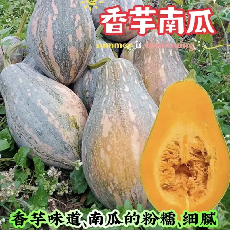【全店满五元包邮】香芋甜南瓜种籽南瓜种孑蔬菜种子