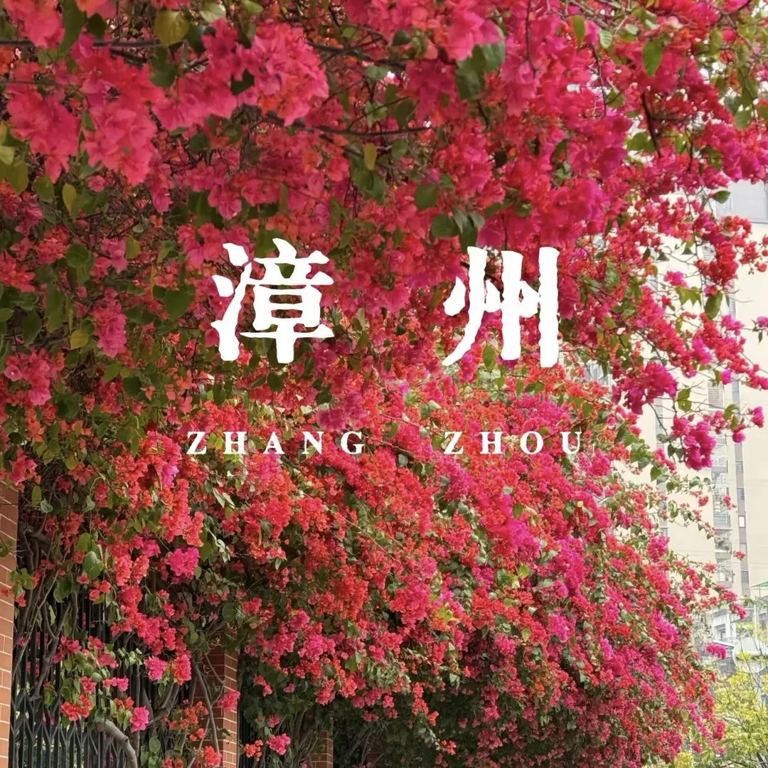 【漫野花卉】三角梅盆栽带花苞爬藤植物四季开花花卉一物一拍链接