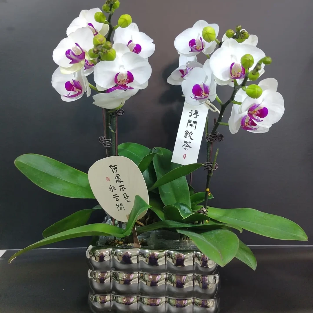 蝴蝶兰花苗带花剑盆栽室内客厅花卉绿植四季开花好养观花植物