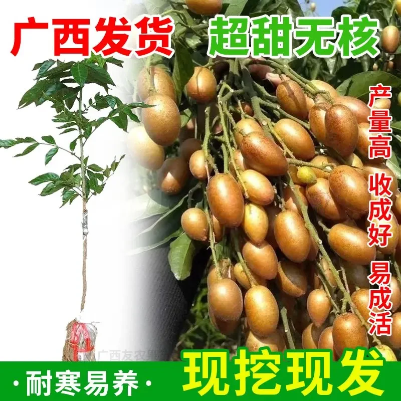 新品种纯甜无核大果冰糖黄皮苗树庭院南方种植黄皮果鸡正宗鸡心