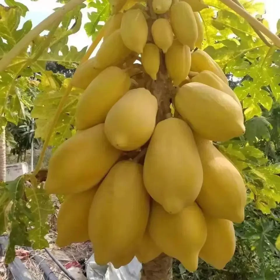 黄金奶油木瓜种子薄皮冰糖红心木瓜种子阳台庭院盆栽四季水果种子