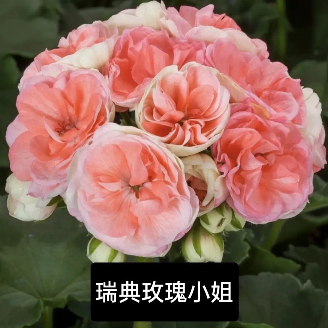 《悦兮》重瓣天竺葵《瑞典玫瑰小姐》勤花大花球品种四季开花好养活