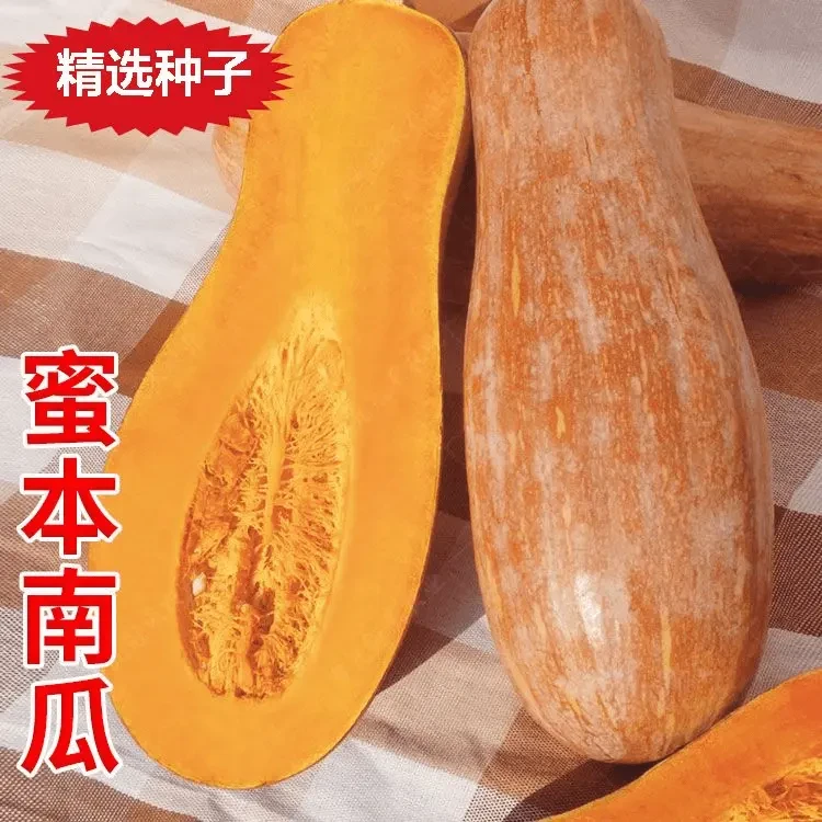 【全店满5包包邮】蜜本南瓜种子超甜粉面密本甜南瓜早熟易种奈贮