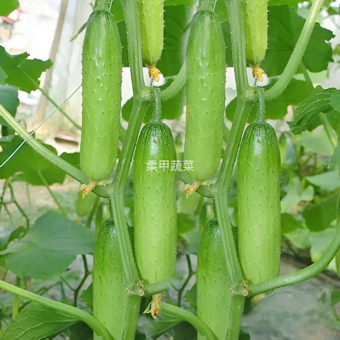 各种黄瓜苗混搭链接
