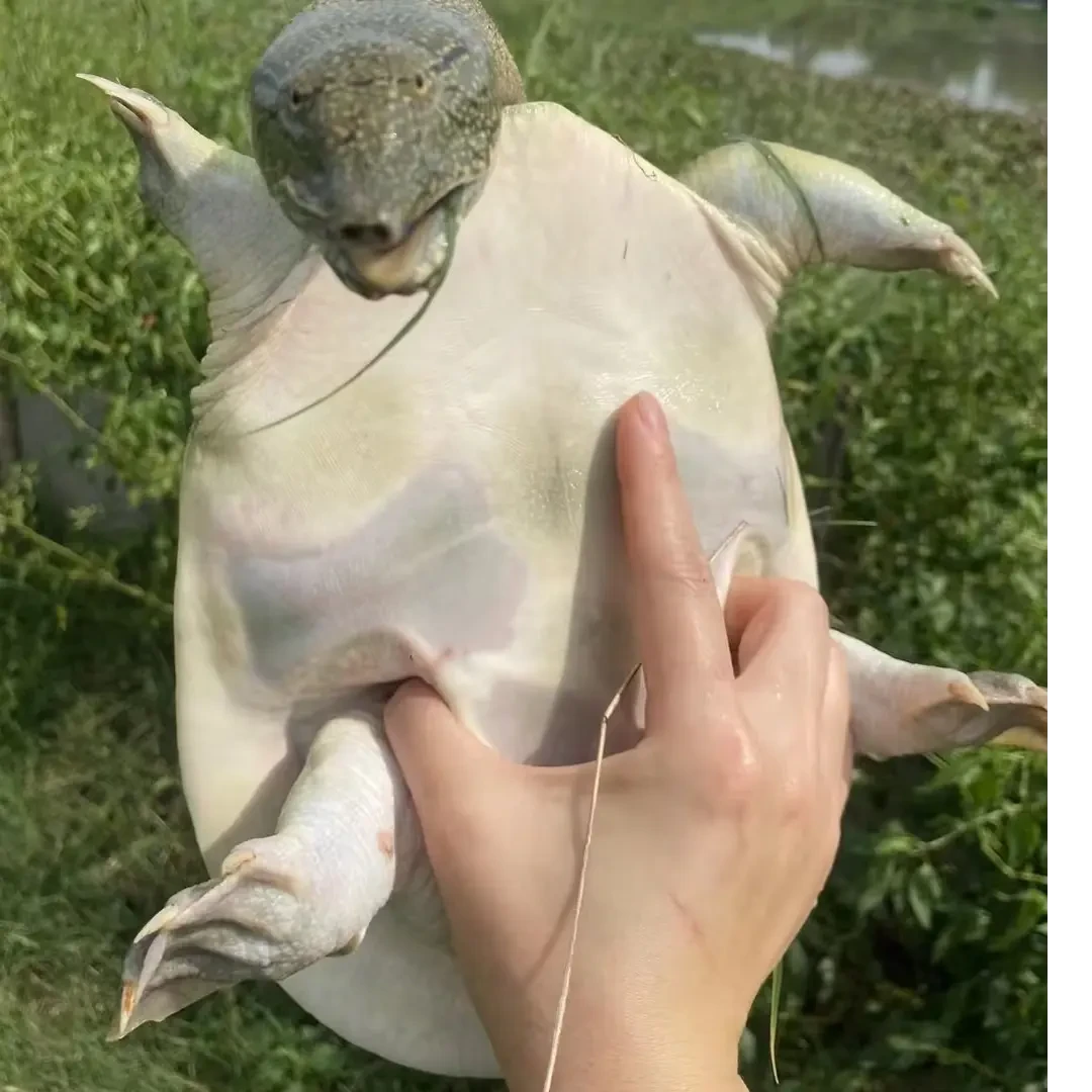 单只装到手3-3.5生猛青黑背生态甲鱼水鱼 顺丰冷链包活到家