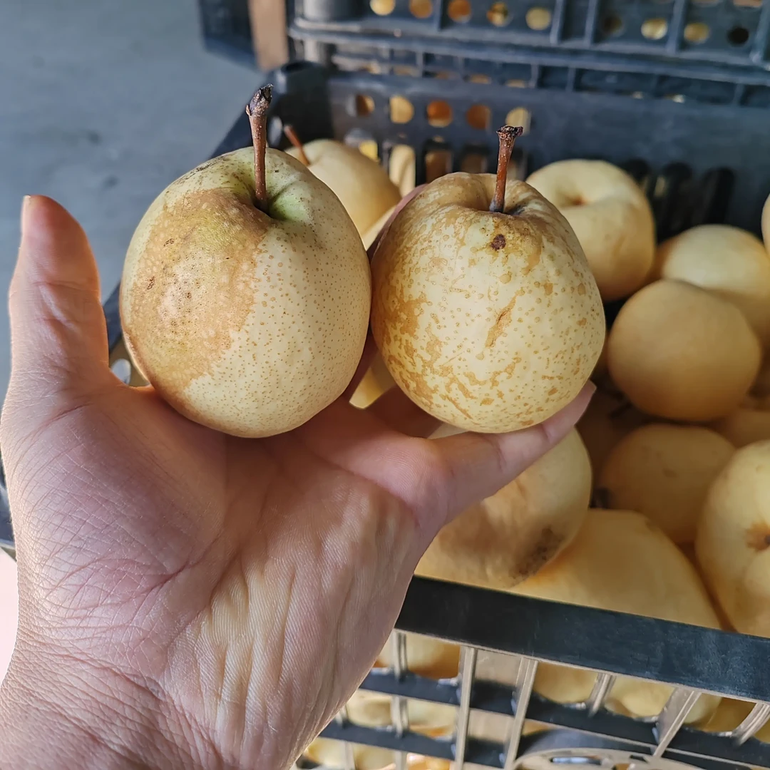 山西万荣孤峰山酥梨（次品梨）