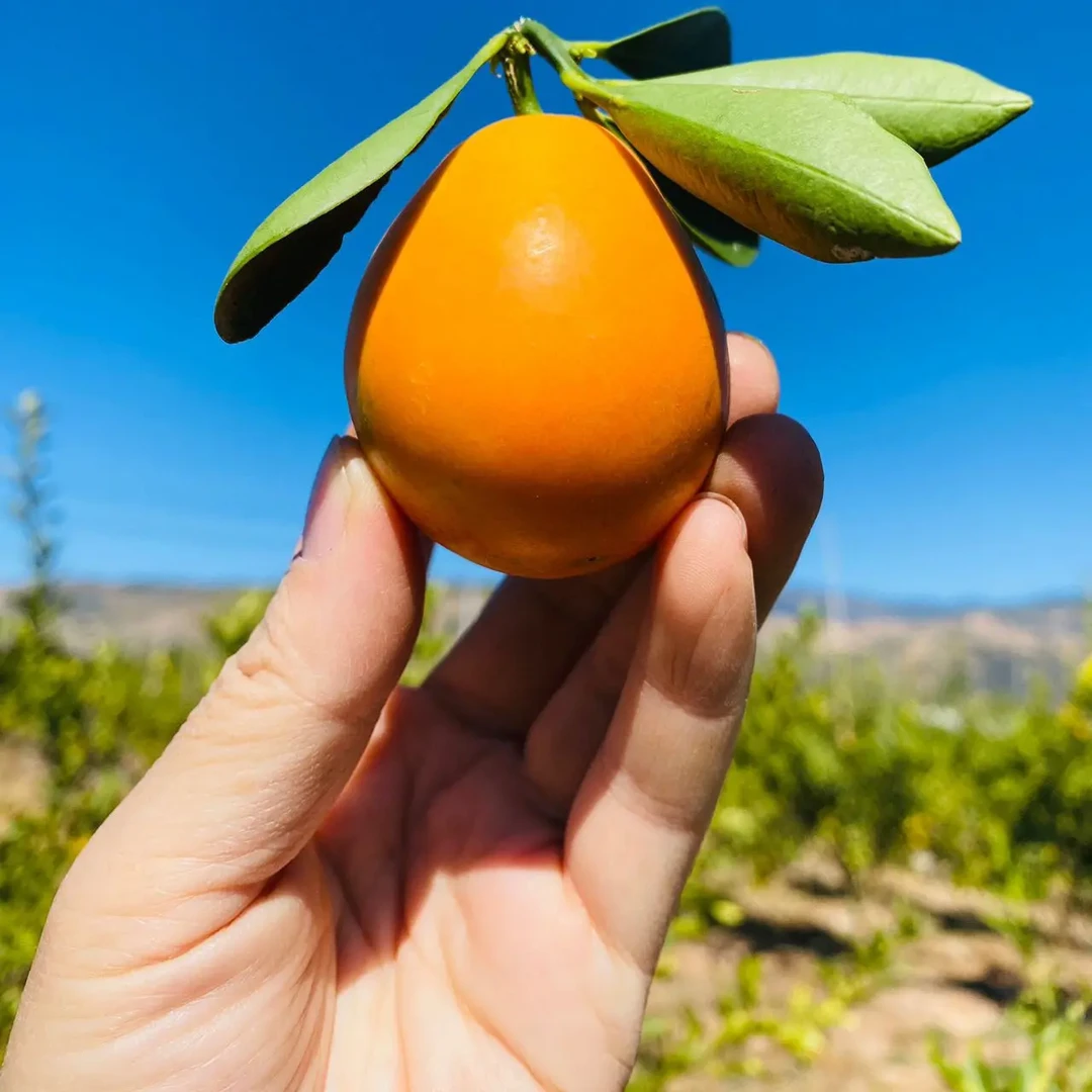 云南高原脆蜜金桔脆甜爆汁冬季送礼佳品