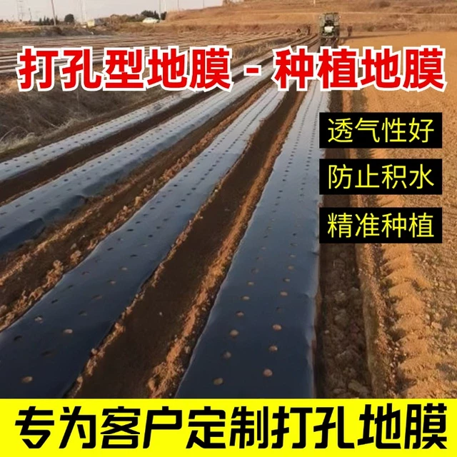 打孔黑地膜农用薄膜玉米蔬菜药材莴笋羊肚菌塑料圆孔保温除草薄膜