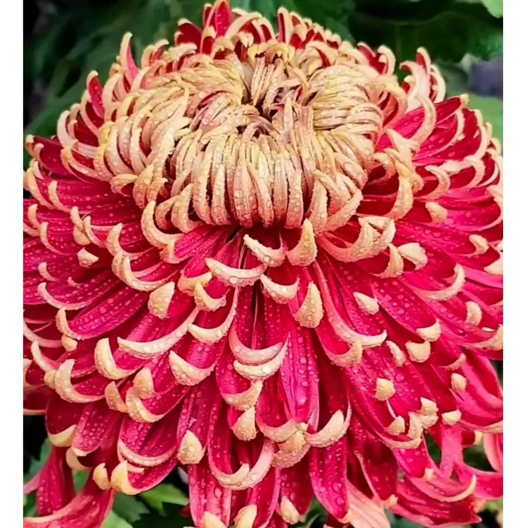 【燕山秋韵】大花富贵菊 九月大菊盆栽开花好看