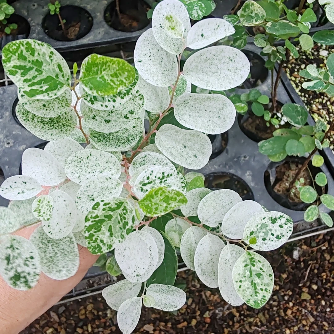 雪花木盆栽花园植物多年生耐阴灌木室外阳台观叶植物耐热变色植物