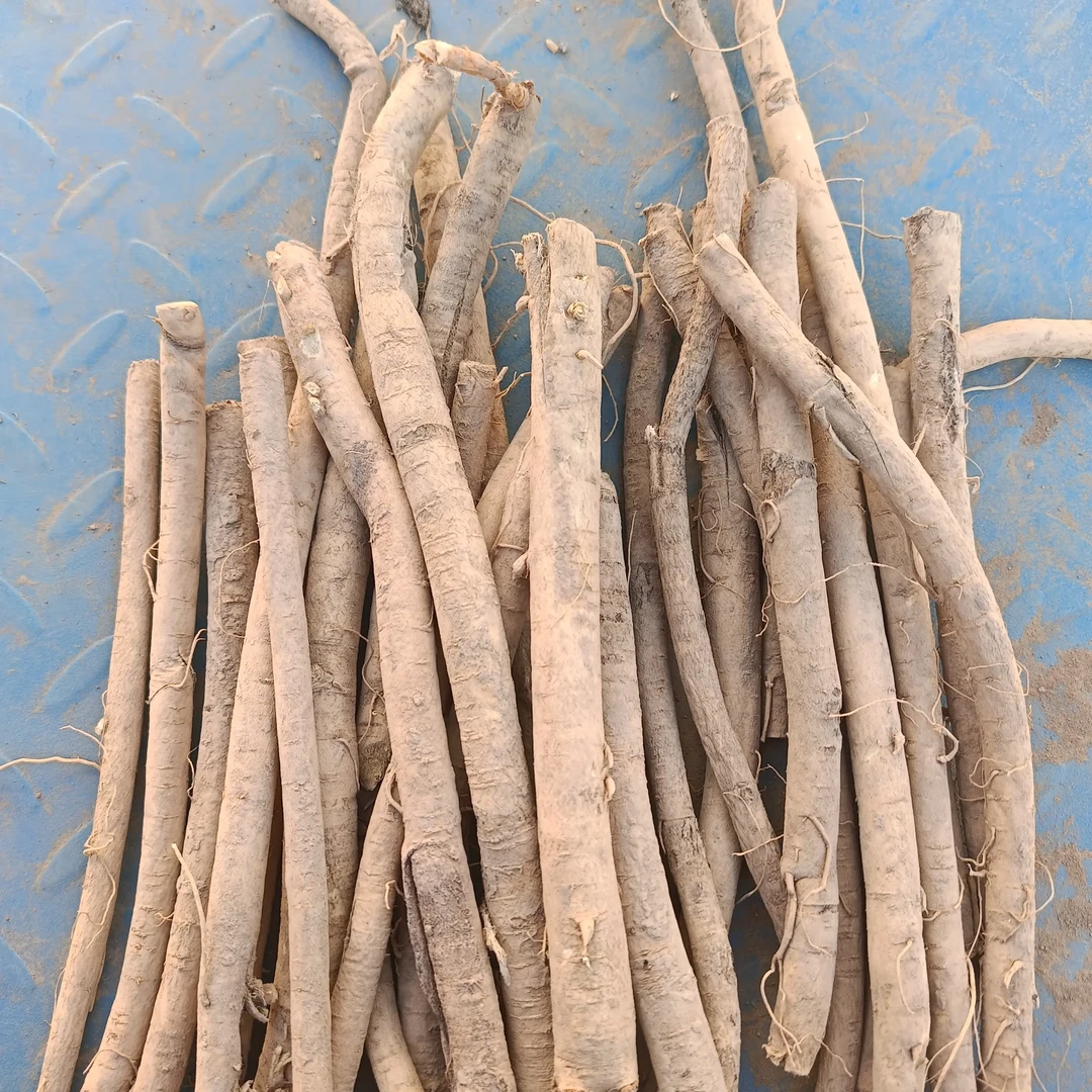 现收阿坝藏民土货当归炖汤煮水炖排骨超香