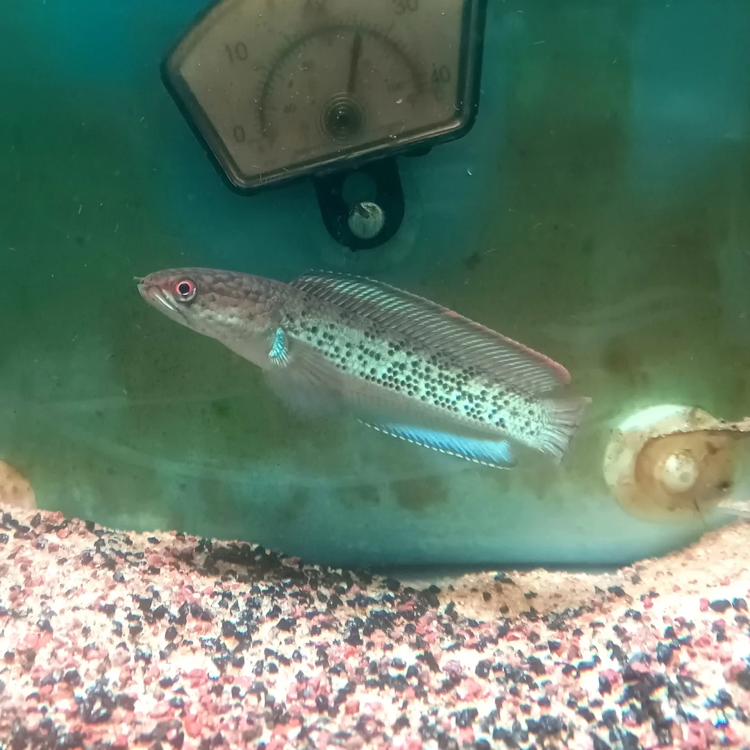 蓝宝石鬼王雷龙鱼中大型淡水观赏鱼凶猛好养