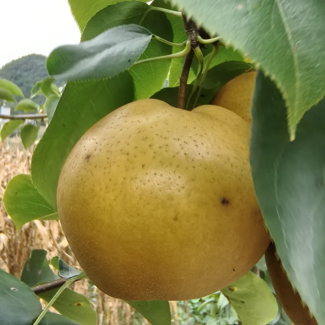 重庆奉节谢家坝新鲜现摘柱梨 .脆甜多汁当季水果礼盒装