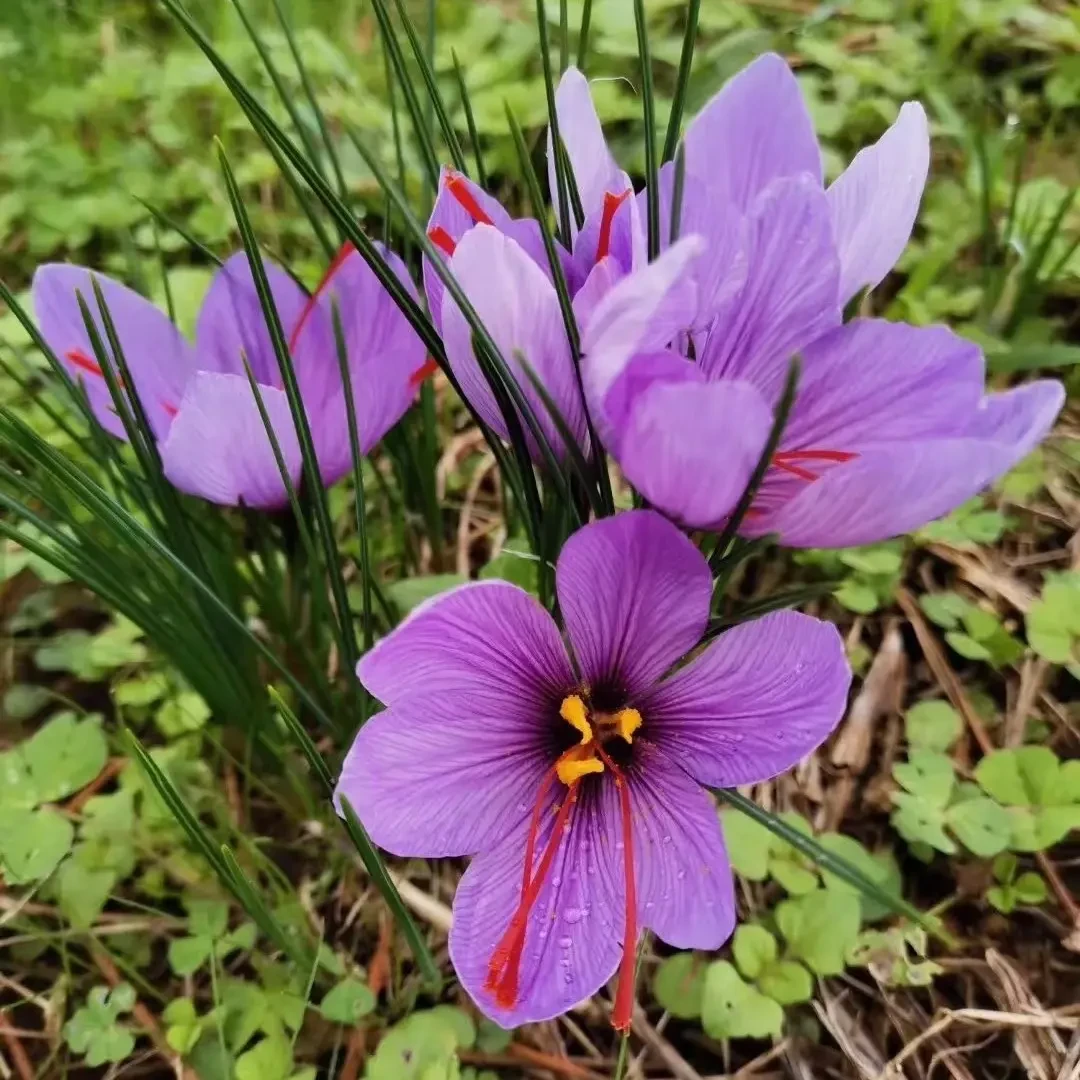 正宗藏红花种球耐寒耐旱可食用可泡脚四季开花多年生花卉种子