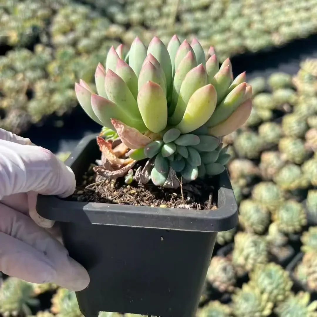 明珠美人 多肉植物新手好养（全店满9.99包邮）