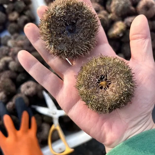 野生海胆，田横岛发货，会有掉水现象属正常