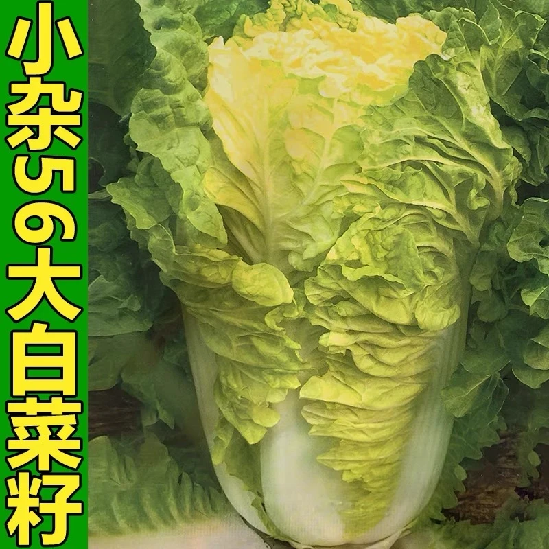 北京小杂56白菜籽鸡蛋黄大白菜种子快菜黄心菜种子四季白菜种子