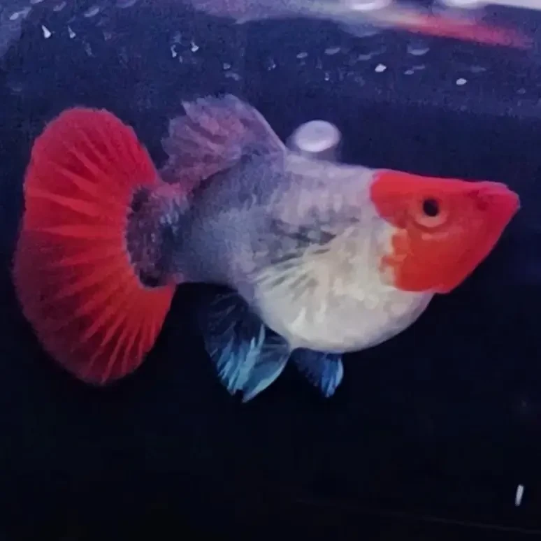 精品深海蓝贵族球 球体鱼的天花板小型热带淡水鱼观赏鱼