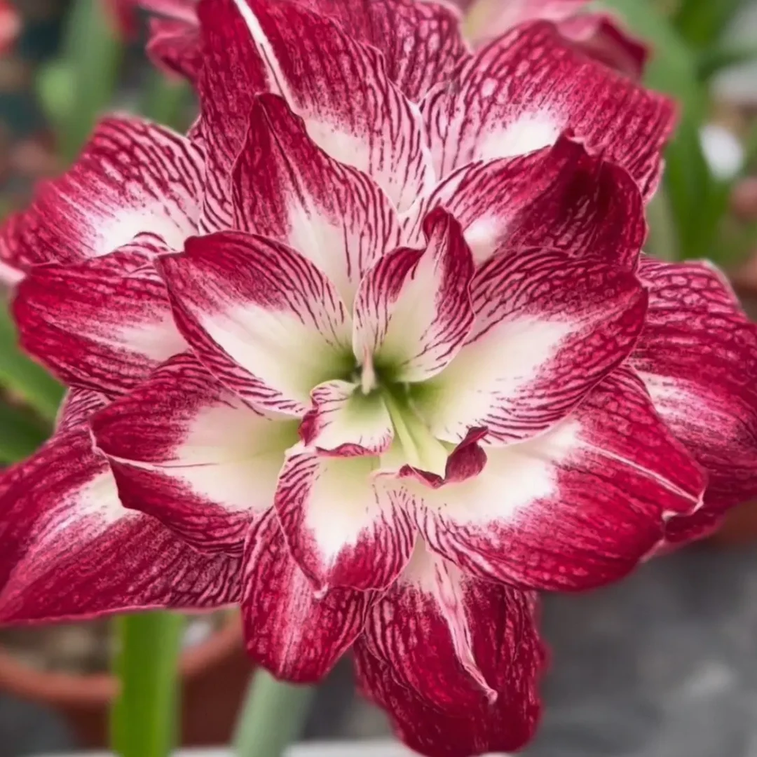 红颜娇女朱顶红1 +厘米包对版