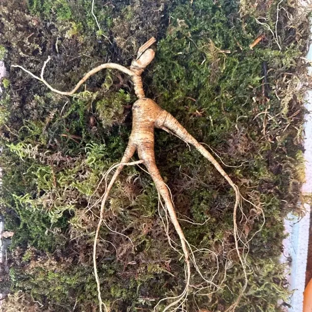 东北长白山林下山参新鲜食用可泡酒煲汤泡水的初级农产品