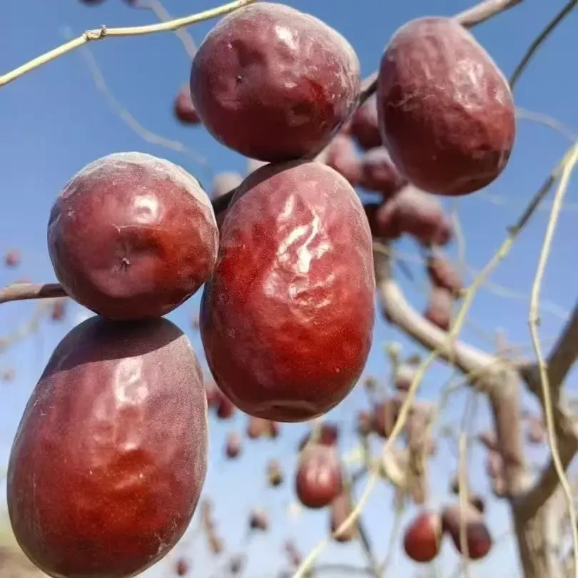 直发原生态头茬自然吊干枣香浓郁大枣