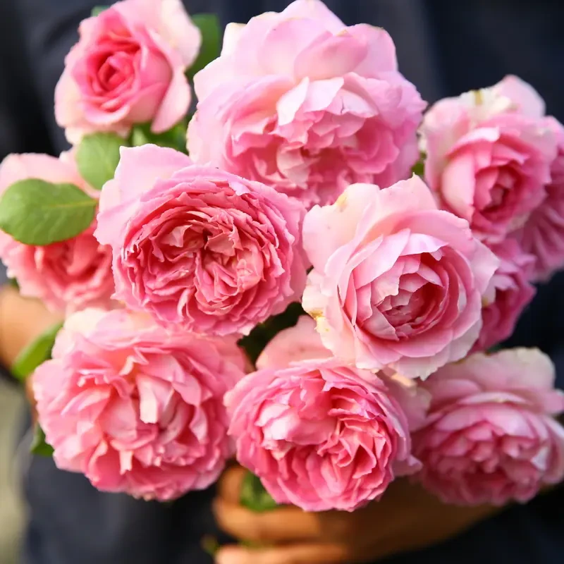 大苗发货【罗衣】爬藤月季蔷薇花藤本苗大花庭院别墅拱门围栏种