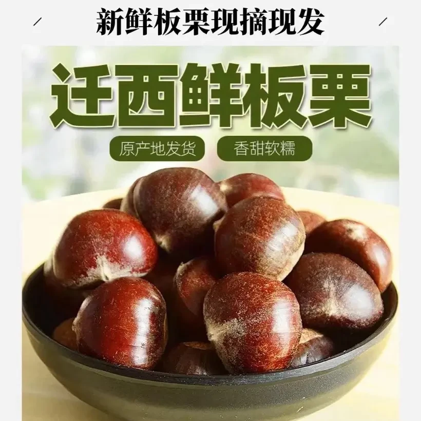 【双12福利专享】迁西板栗新鲜生栗子油栗燕山野生板栗好剥皮3113