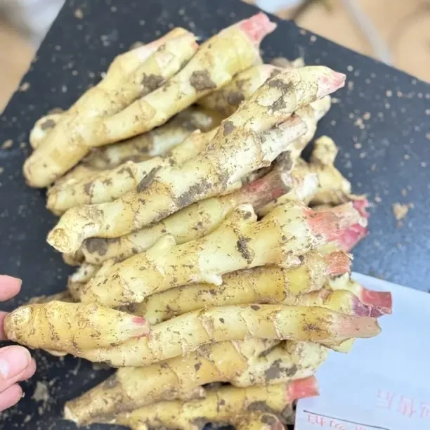 新鲜现挖山东红芽嫩姜可腌制泡姜的脆嫩子姜