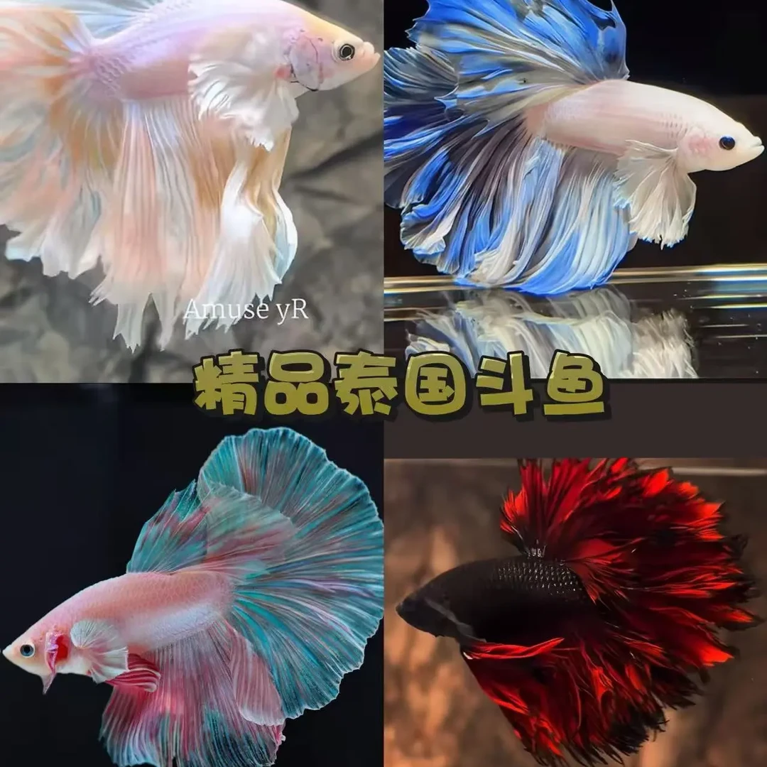 A 间斗鱼活鱼好养耐活小型热带观赏鱼纯白半月婚纱仙女懒人宠物鱼