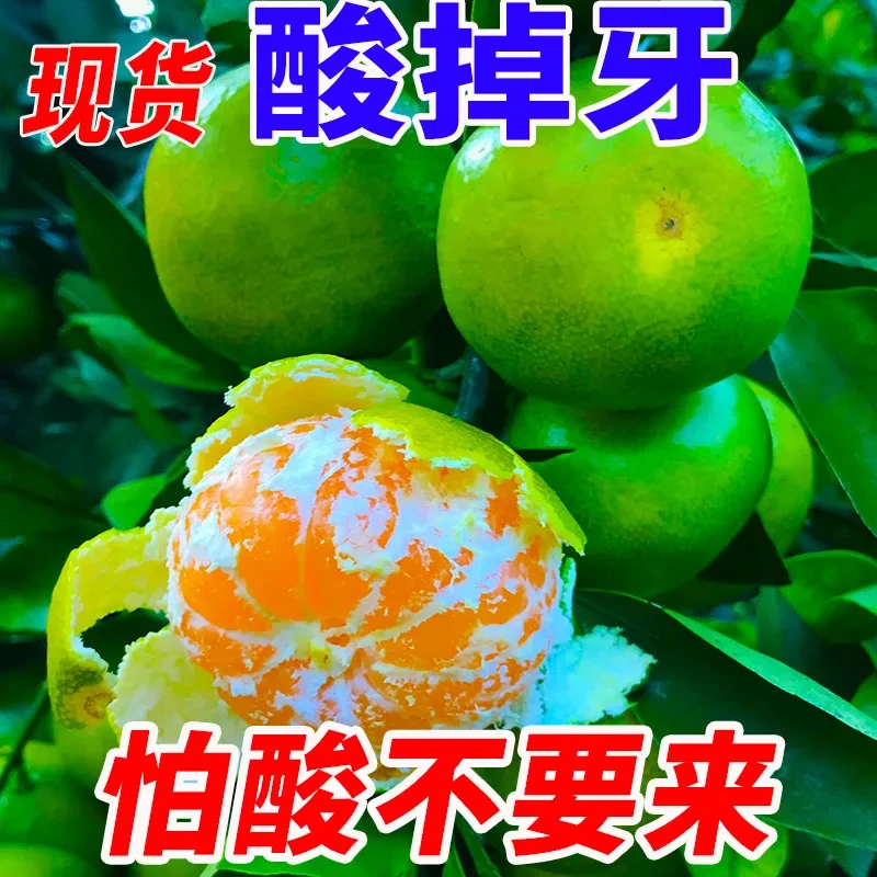 四川青皮蜜橘新鲜应季水果现摘现发无籽无核孕妇适用包邮产地直销
